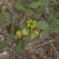 Ochna obtusata DC.